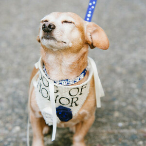 Fundraising Page: Amber Pericoli